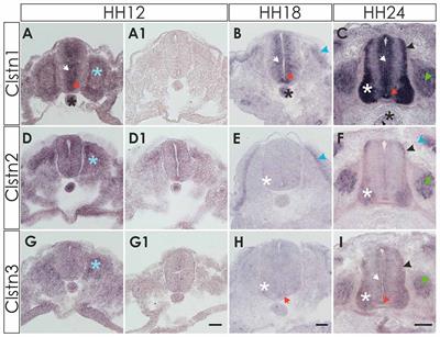 Calsyntenins Are Expressed in a Dynamic and Partially Overlapping Manner during Neural Development